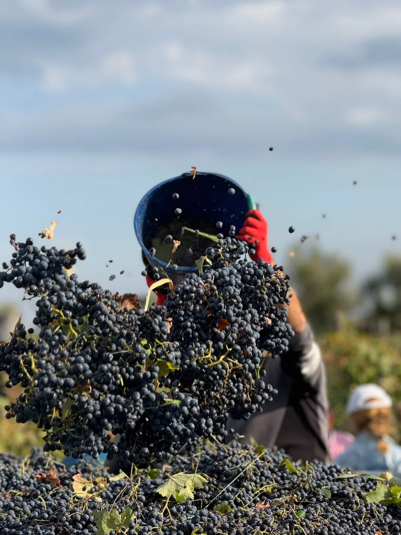 Freshly harvested dark grapes being gathered at Maiseli