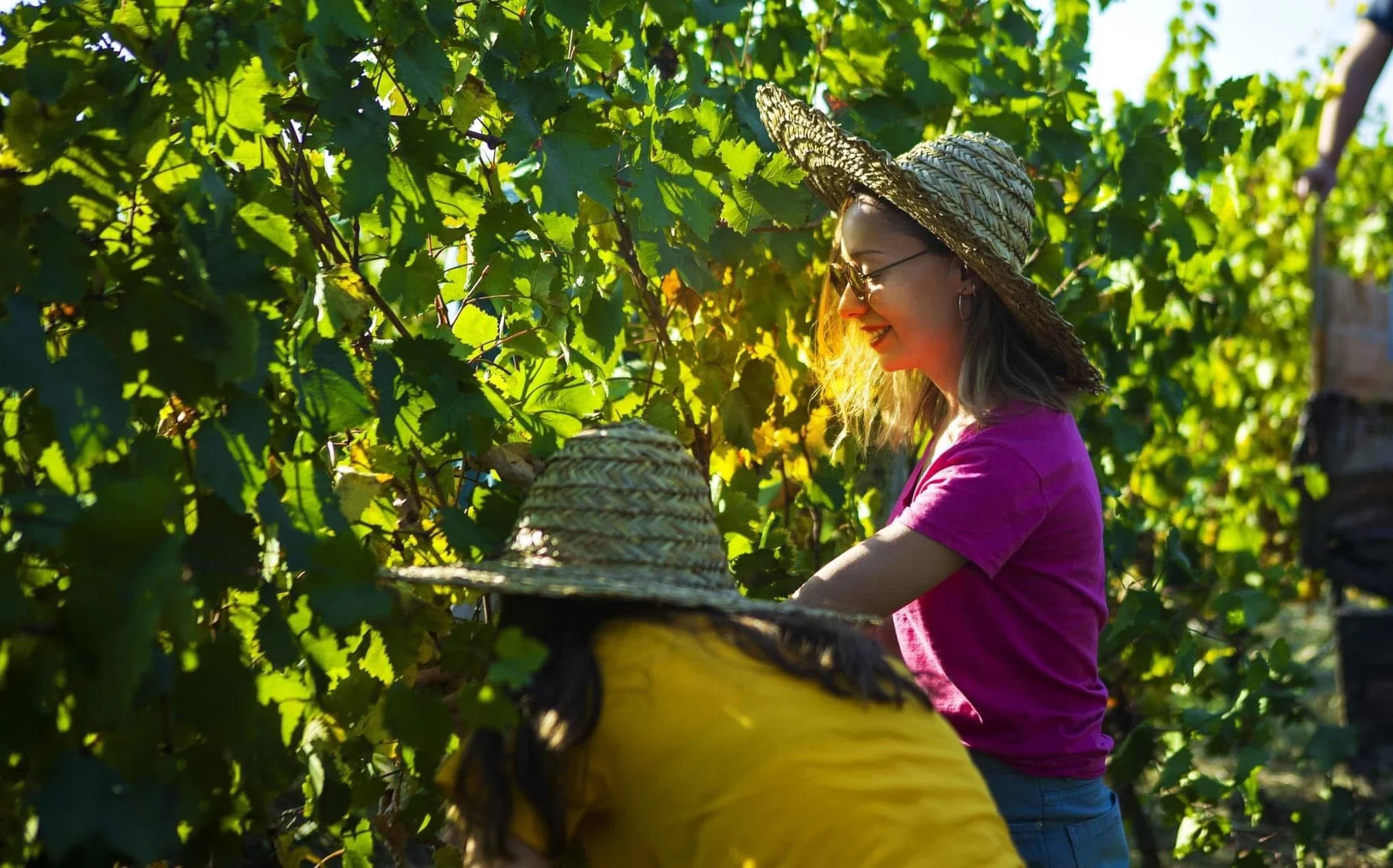 Hand-harvesting grapes among the vines at Maiseli