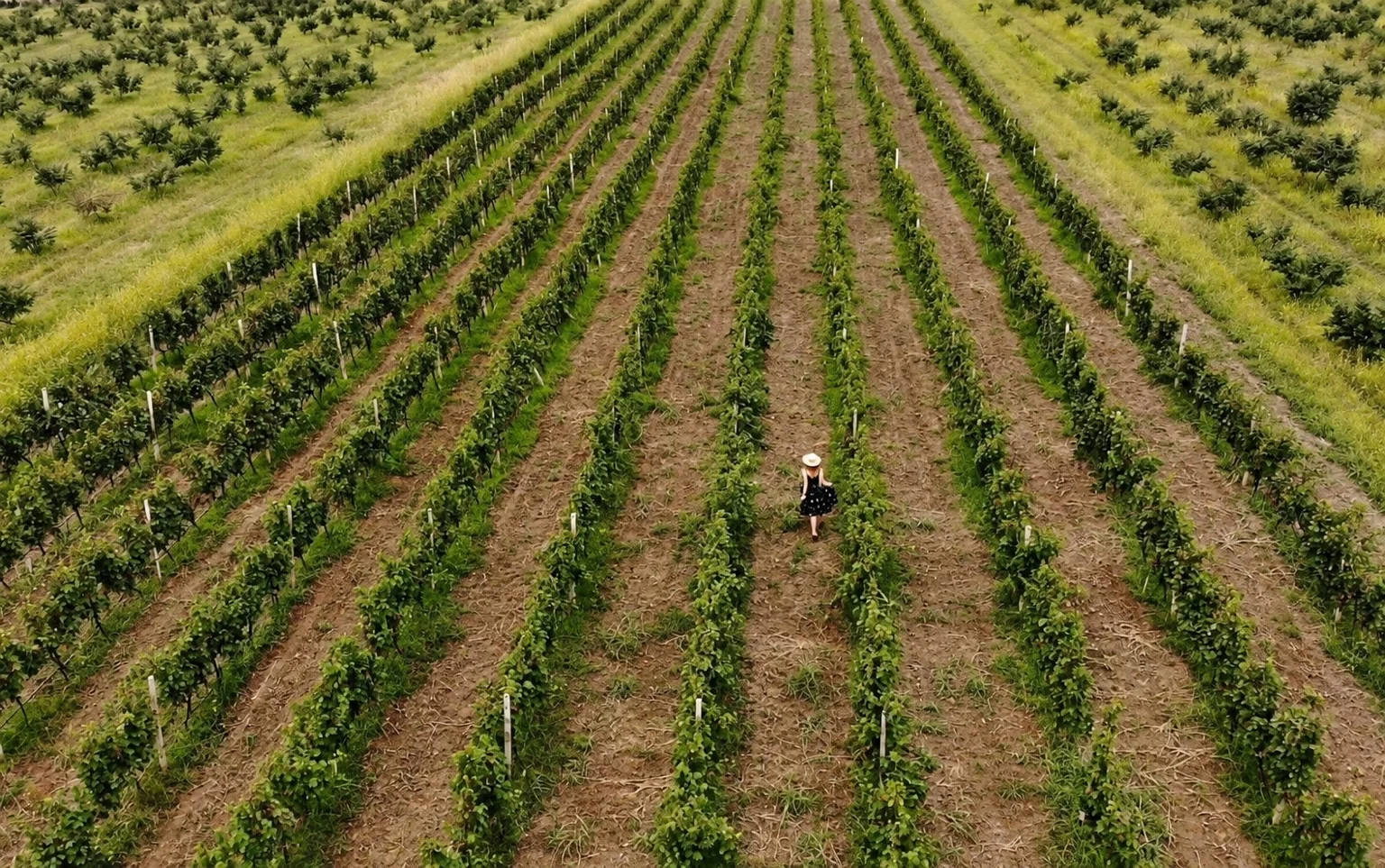 Long rows of vines in Maiseli’s two-hectare vineyard